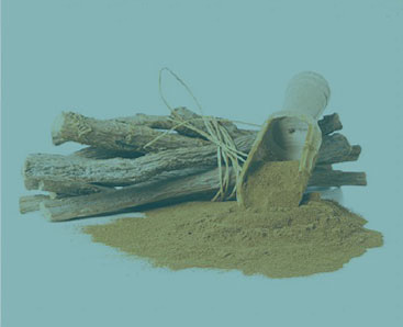 Cam thảo Bắc Âu