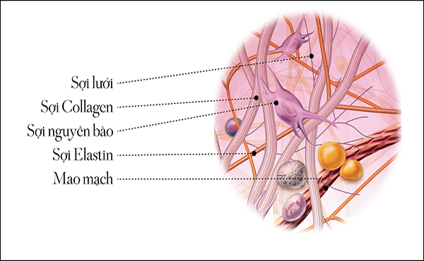 Collagen là gì?