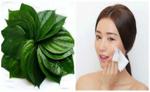 Lá trầu không trị mụn