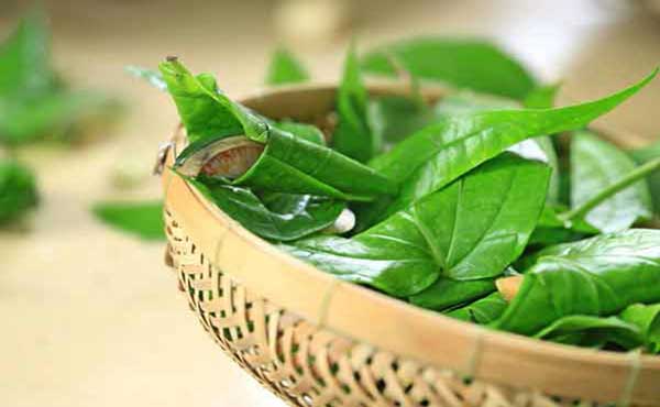 Công dụng của lá trầu không trong làm đẹp